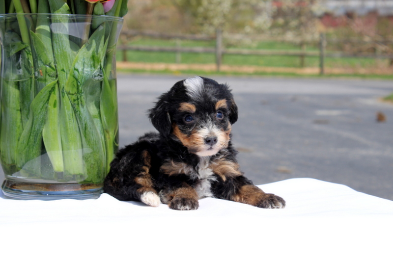 puppy, for, sale, Mini Bernedoodle F2, Matthew B. Stoltzfus, dog, breeder, Gap, PA, dog-breeder, puppy-for-sale, forsale, nearby, find, puppyfind, locator, puppylocator, aca